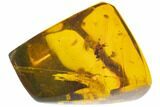Polished Amber With Detailed Fossil Wasp ( g) - Mexico #102822-1